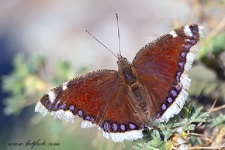 Sar� Bandl� Kadife&nbsp;(Inachis&nbsp;antiopa)