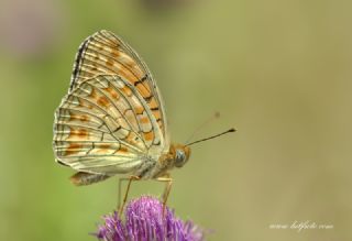 Niyobe (Fabriciana niobe)