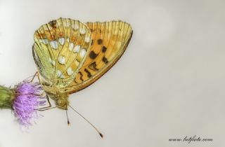 Byk nci (Fabriciana adippe)