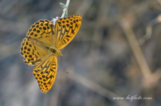 Cengaver&nbsp;(Argynnis&nbsp;paphia)