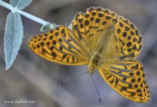 Cengaver&nbsp;(Argynnis&nbsp;paphia)