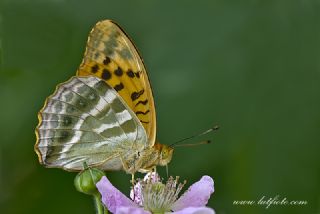 Cengaver&nbsp;(Argynnis&nbsp;paphia)