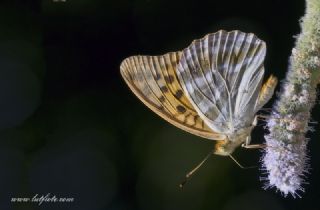 Cengaver&nbsp;(Argynnis&nbsp;paphia)