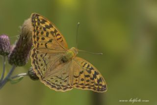 Bahadr (Argynnis pandora)