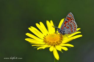Akbes Gelincii (Tomares nesimachus)