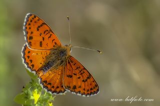 Benekli parhan (Melitaea didyma)