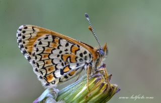 parhan (Melitaea cinxia)