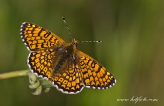 parhan (Melitaea cinxia)