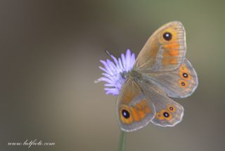 Esmerboncuk (Lasiommata maera)