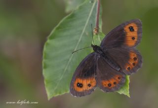 sko Gzelesmeri (Erebia aethiops)