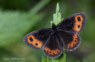 �sko� G�zelesmeri&nbsp;(Erebia&nbsp;aethiops)