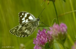 Orman Melikesi (Melanargia galathea)