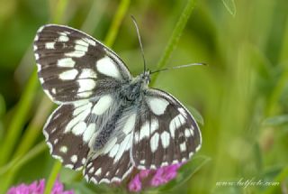 Orman Melikesi (Melanargia galathea)