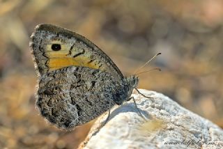 Seyit (Arethusana arethusa)