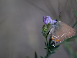 Byk Sevbeni (Satyrium ilicis)