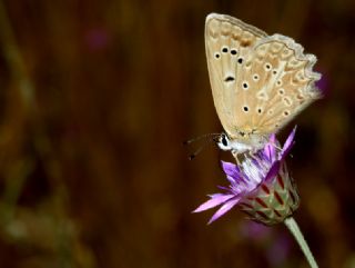 okgzl Dafnis (Polyommatus daphnis)