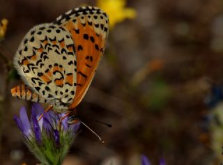 Gzel parhan (Melitaea trivia)