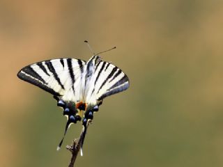 Erik Krlangkuyruk (Iphiclides podalirius)
