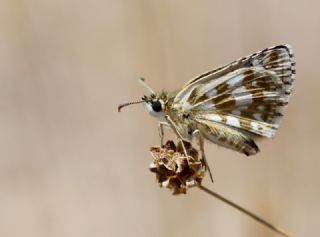 Zeytuni Zpzp (Pyrgus serratulae)