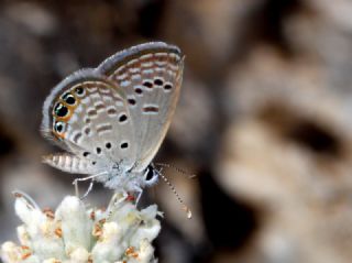 Mcevher Kelebei (Chilades trochylus)