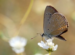 Anormal okgzl (Polyommatus admetus)