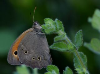 Byk Esmer (Maniola megala)