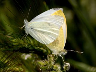 Kk Beyazmelek (Pieris rapae)