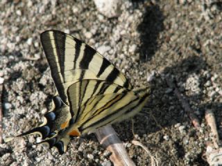 Erik Krlangkuyruk (Iphiclides podalirius)