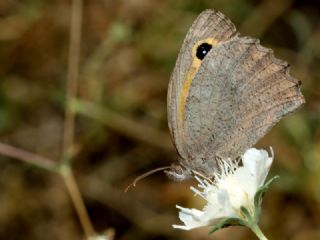 Esmerperi (Hyponephele lupina)