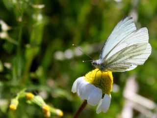 Yalanc Beyazmelek (Pieris pseudorapae)