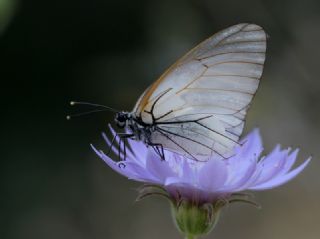 Al Beyaz (Aporia crataegi)