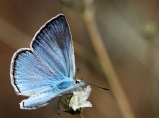 okgzl Carbonell Mavisi (Polyommatus lycius)