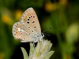 okgzl Kk Turan Mavisi (Polyommatus cornelius)