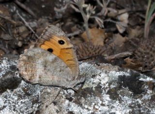Lidya Yalanccads (Pseudochazara lydia)