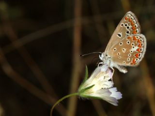 okgzl Meneke Mavisi (Polyommatus thersites)