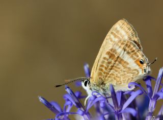 Lampides (Lampides boeticus)