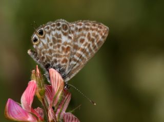 Mavi Zebra (Leptotes pirithous)