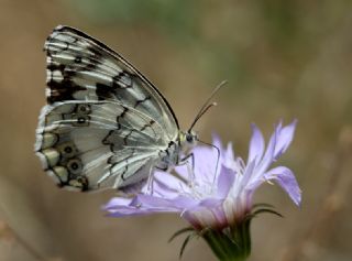 Anadolu Melikesi (Melanargia larissa)