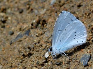 Kutsal Mavi (Celastrina argiolus)