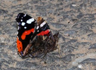 Atalanta (Vanessa atalanta)