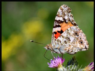 Diken Kelebei (Vanessa cardui)