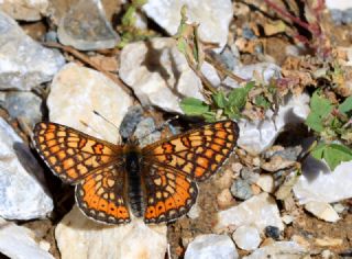 Nazuum (Euphydryas aurinia)