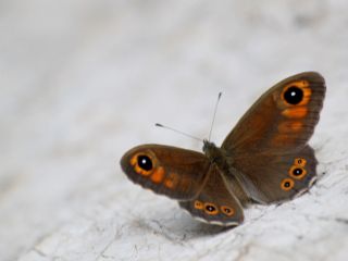 Esmerboncuk (Lasiommata maera)