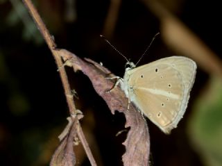 okgzl Anadolu Beyaz (Polyommatus menalcas)