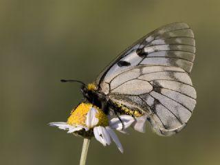 Dumanl Apollo (Parnassius mnemosyne)