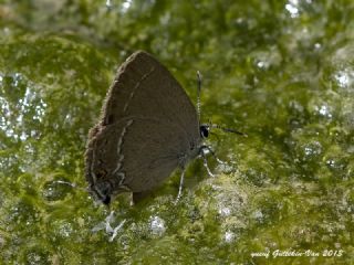 ranl Sevbeni (Satyrium marcidum)