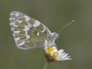 Yeni Beneklimelek (Pontia edusa)