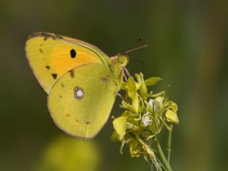 Sar Azamet (Colias croceus)