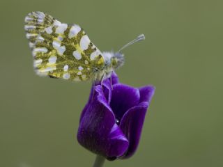 Da Oykls (Euchloe ausonia)