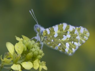 Da Oykls (Euchloe ausonia)